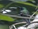 Rufous-vented Whitetip (Urosticte ruficrissa)