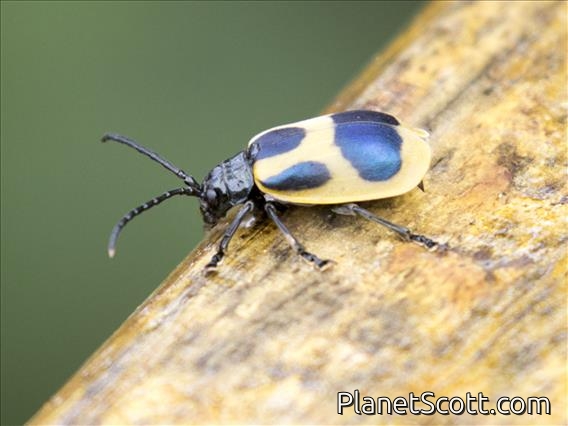 Leaf Beetle (Monocesta sp)