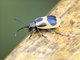 Leaf Beetle (Monocesta sp)