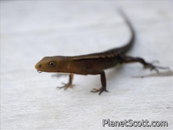 Spectacled Lizard (Gelanesaurus flavogularis)