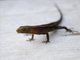Spectacled Lizard (Gelanesaurus flavogularis)
