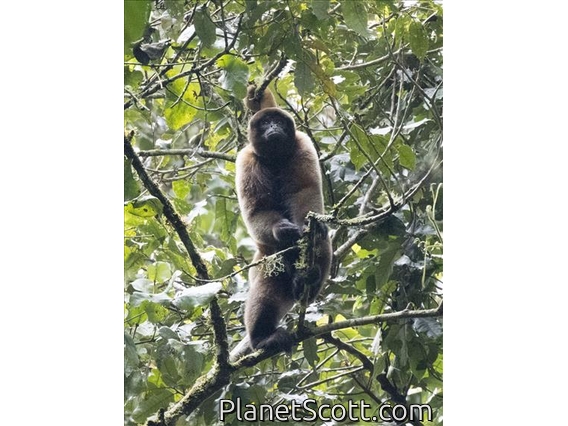Common Woolly Monkey (Lagothrix lagotricha)