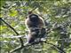 Common Woolly Monkey (Lagothrix lagotricha)