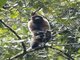 Common Woolly Monkey (Lagothrix lagotricha)