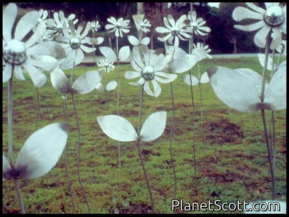Flowers!  Installation project, 75 Stainless steel flowers,  2001 SOLD