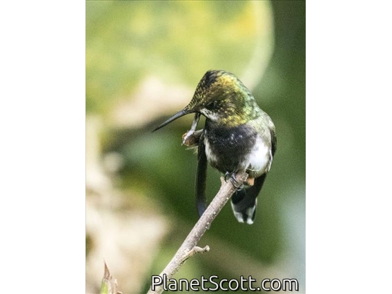 Wire-crested Thorntail (Discosura popelairii) - Female