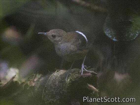 Wing-banded Wren (Microcerculus bambla)