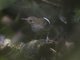 Wing-banded Wren (Microcerculus bambla)