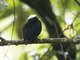 White-crowned Manakin (Pseudopipra pipra)
