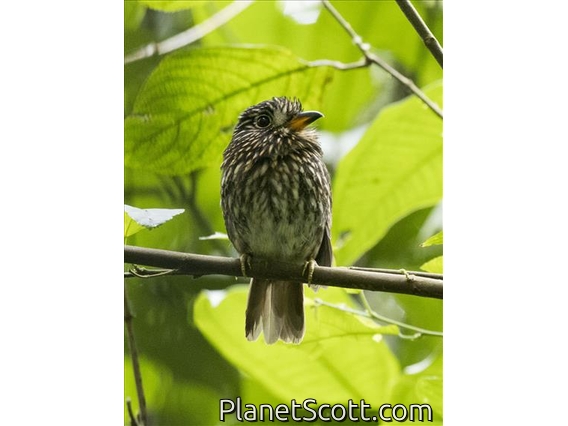White-chested Puffbird (Malacoptila fusca)