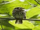 White-chested Puffbird (Malacoptila fusca)
