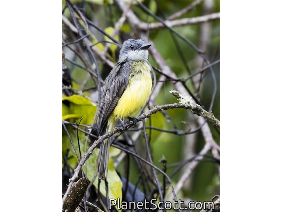 Tropical Kingbird (Tyrannus melancholicus)