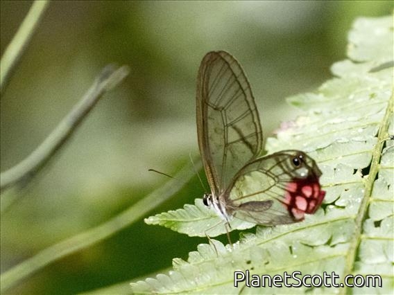 Pink Clearwing (Cithaerias pyropina)