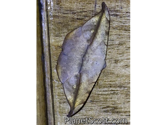 Geometer Moth (Geometera sp)