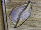 Geometer Moth (Geometera sp)