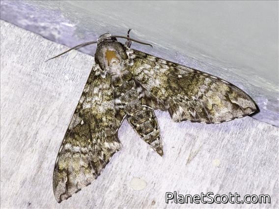 Sphinx Moth (Manduca schausi)
