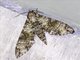 Sphinx Moth (Manduca schausi)