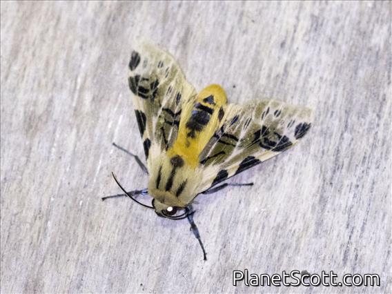 Tiger Moth (Hypercompe sp)