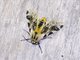 Tiger Moth (Hypercompe sp)