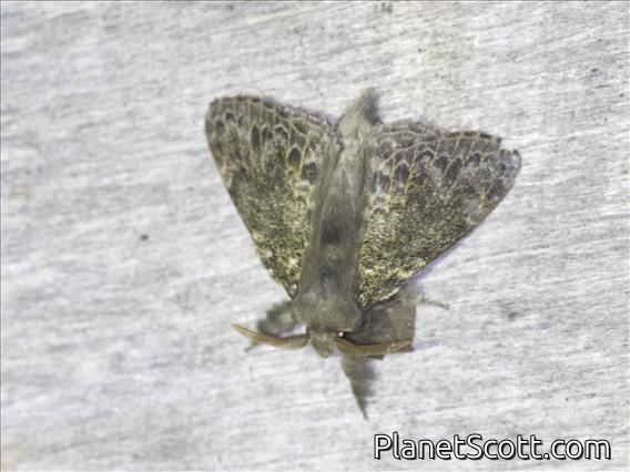 Tussock Moth (Erebida sp)