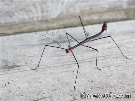 Oreophoetes Walking Stick (Oreophoetes topoense)