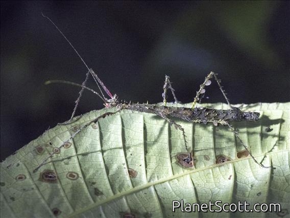 Walkingstick (Spinopeplus sp)