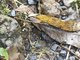 Walking Stick (Diapheromerida sp)