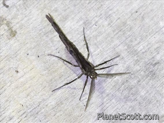 Crambid Snout Moth (Cramibida sp)