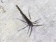 Crambid Snout Moth (Cramibida sp)