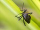 Leaf-footed Bug (Piezogaster rubropictus)