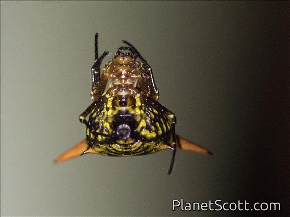 Micrathena Spider (Micrathena sp)