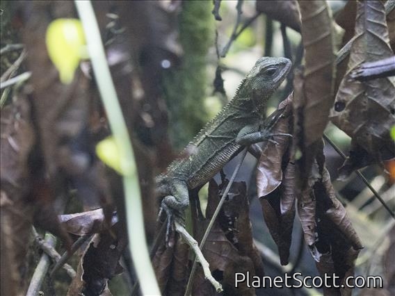 Dwarf Iguana (Enyalioides sp)