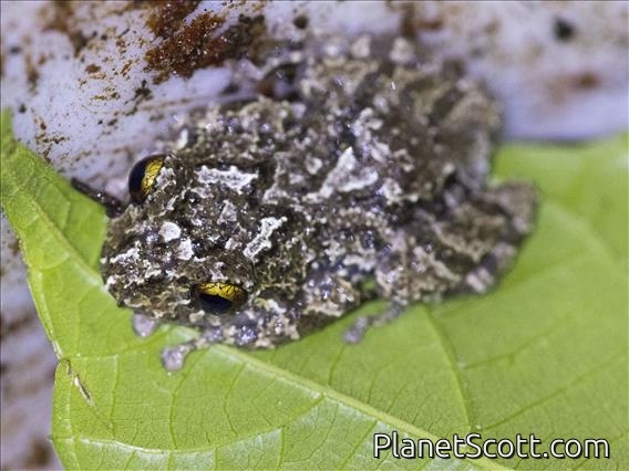 Marbled Rain Frog (Pristimantis ventrimarmoratus)