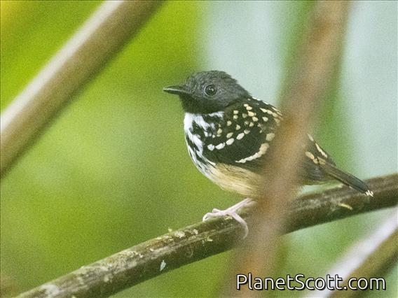Spot-backed Antbird (Hylophylax naevius)