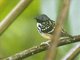 Spot-backed Antbird (Hylophylax naevius)