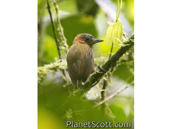Rufous-breasted Piculet (Picumnus rufiventris)