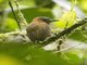 Rufous-breasted Piculet (Picumnus rufiventris)
