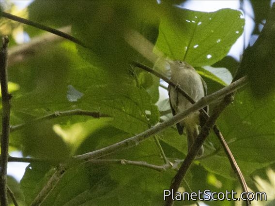 Rufous-naped Greenlet (Pachysylvia semibrunnea)