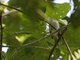 Rufous-naped Greenlet (Pachysylvia semibrunnea)