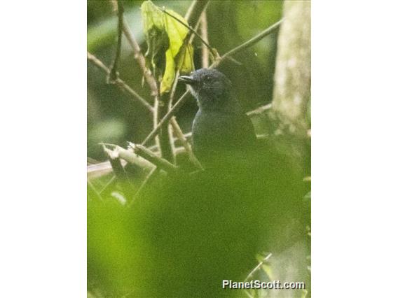 Blackish Antbird (Cercomacroides nigrescens)