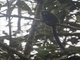 Black-mantled Tamarin (Saguinus nigricollis)