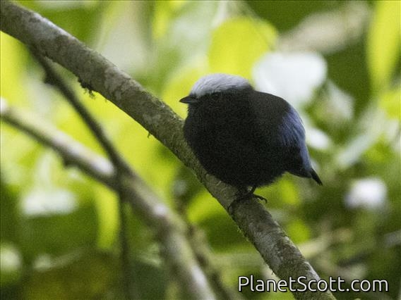 Blue-rumped Manakin (Lepidothrix isidorei)