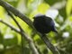 Blue-rumped Manakin (Lepidothrix isidorei)
