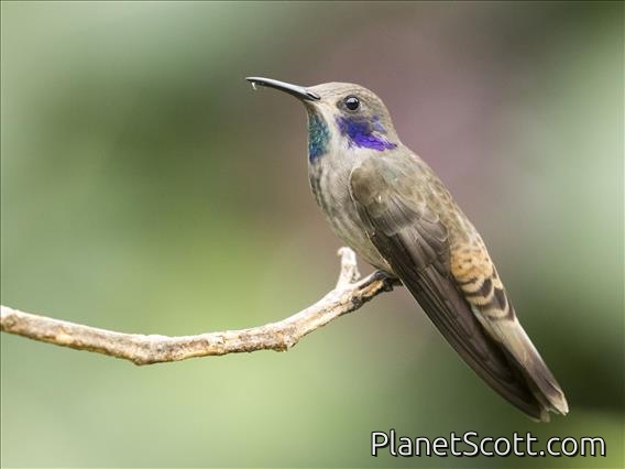 Brown Violetear (Colibri delphinae)