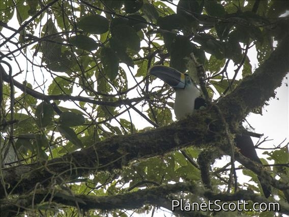 Channel-billed Toucan (Ramphastos vitellinus)