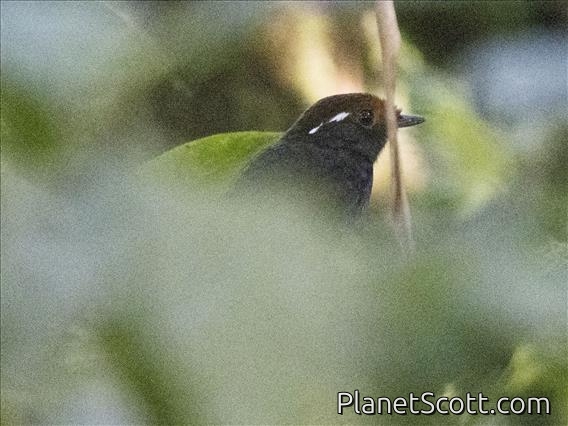 Chestnut-crowned Gnateater (Conopophaga castaneiceps)