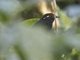 Chestnut-crowned Gnateater (Conopophaga castaneiceps)