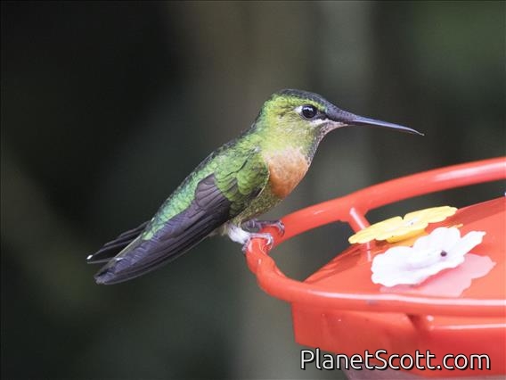 Gould's Jewelfront (Heliodoxa aurescens)