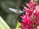 Green Hermit (Phaethornis guy) - Female