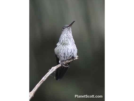 Many-spotted Hummingbird (Taphrospilus hypostictus)